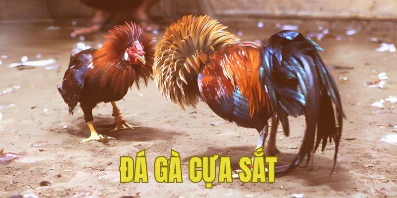 Banner www.cuongthinhcamera.com